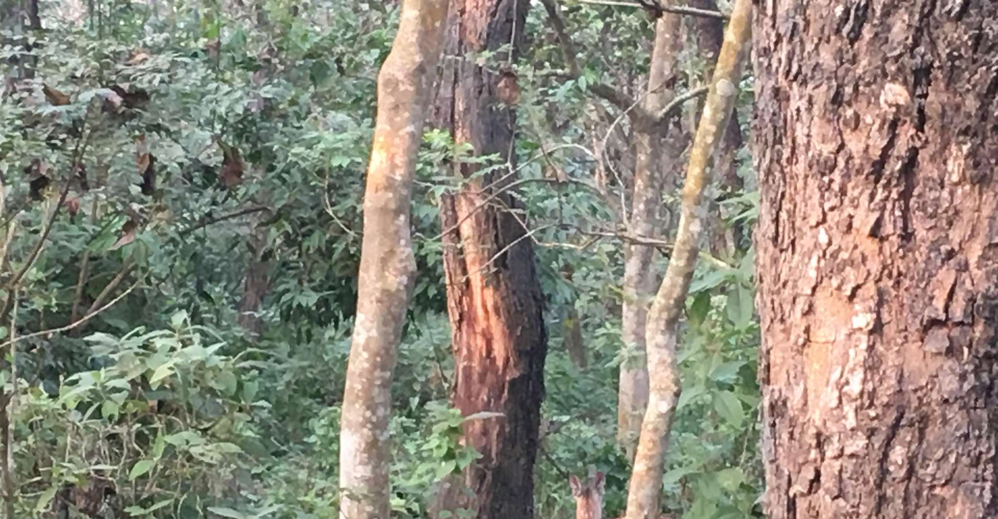 Da Kathmandu o Pokhara, 1 N.2 Giro della fauna selvatica di Chitwan Day - Hizvo