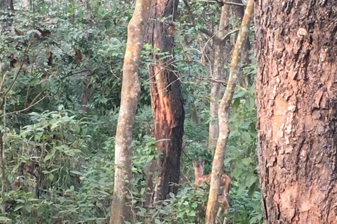 3 Noches 4 Días Parque Nacional de Chitwan con Estancia Nocturna en la Torre