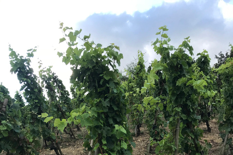 DUO OUDERS KINDEREN WIJN CÔTE-RÔTIE TOUR BEZOEK