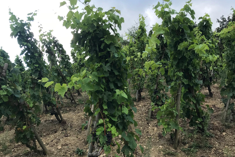 DUO OUDERS KINDEREN WIJN CÔTE-RÔTIE TOUR BEZOEK