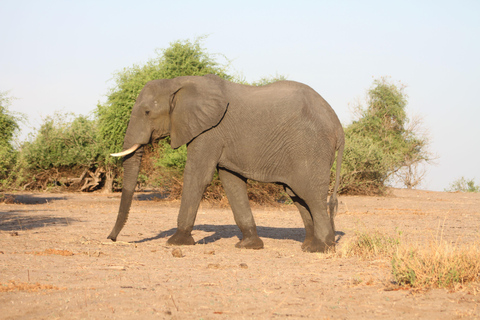 Victoria Falls: Safari game drive tour 3 hours