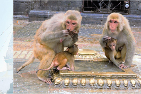 كاتماندو: جولة لمشاهدة القرود بصحبة مرشد في معبد القرود