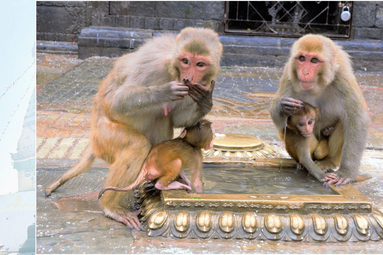 كاتماندو: جولة لمشاهدة القرود بصحبة مرشد في معبد القرود