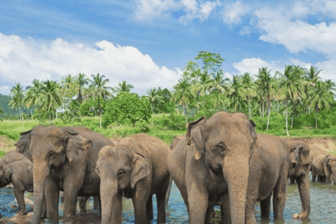 Colombo Airport ⇄ Sigiriya/Kandy/Ella/Yala Private Transfer Private Car with Driver – Up to 50 km
