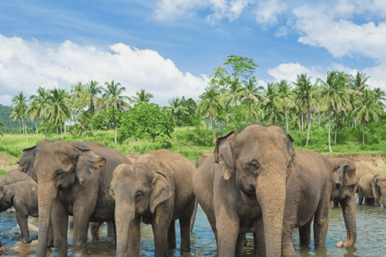 Colombo Airport ⇄ Sigiriya/Kandy/Ella/Yala Private Transfer Private Car with Driver – Up to 50 km