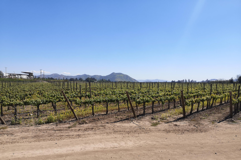 Excursión ampliada a Concha y Toro con 7 degustaciones y Lapislázuli