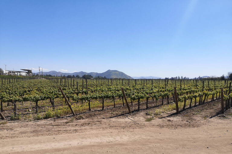 Tour de vinhos com 7 degustações + transporte particular + Lapis Lazuli