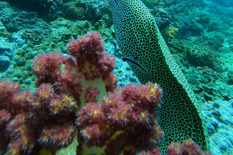 diymaniyat Snorkelling (swim whalesharks or turtles)