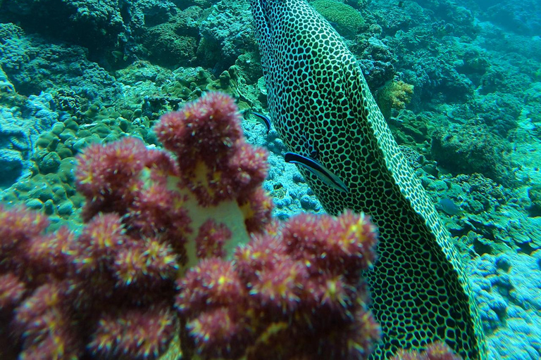 diymaniyat Snorkelling (swim whalesharks or turtles)