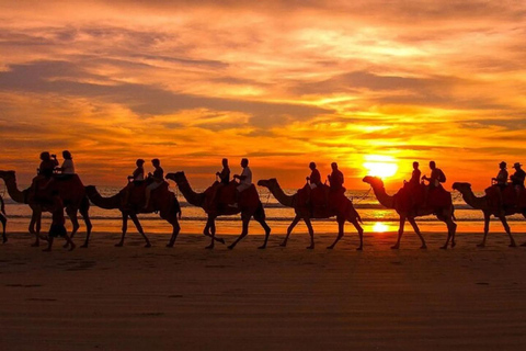 Agadir: Giro panoramico in cammello vicino al fiume Flamingo