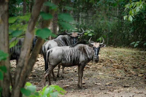 Chiang Mai Night Safari Ticket with Optional Transfer Option A: Chiang Mai Night Safari Ticket Without Pickup