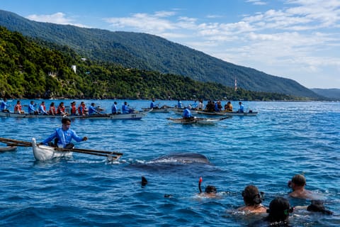 Cebu: Oslob Whale Shark Swimming Experience with Transfer - Image 2