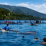 Cebu: Oslob Whale Shark Swimming Experience with Transfer