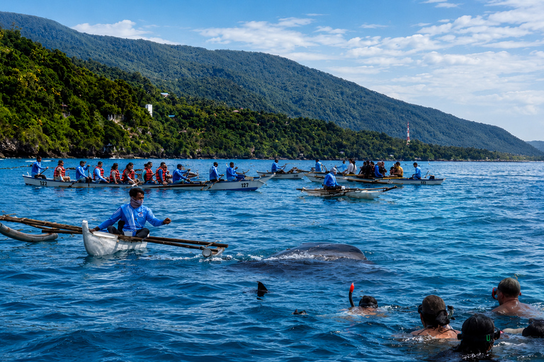 Cebu: Oslob Whale Shark Swimming Experience with Transfer