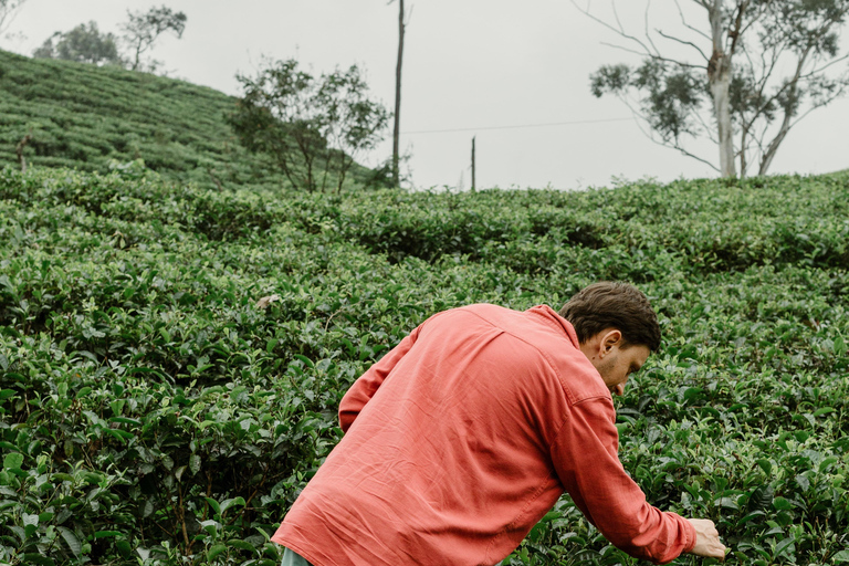 Tagestour Ella: mit Wanderung auf den Little Adam&#039;s Peak von Colombo aus