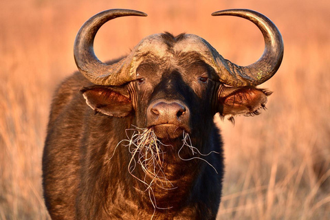 Zanzibar: 3 dagar 2 nätter Mikumi Safari och Maasai-tur