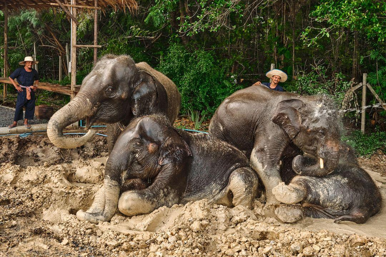 Bangkok Elephant Park: Meio dia de cuidados com elefantesHD Elephant Care com serviço de busca no hotel e traslado de ida e volta (particular)