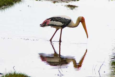 Sigiriya: Minneriya Safari, Yapahuwa Rock & Colombo Drop-off Sigiriya: Minneriya Safari, Yapahuwa Rock & Negombo Drop-off