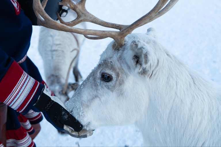 From Tromsø: Sami Culture and Reindeer Feeding