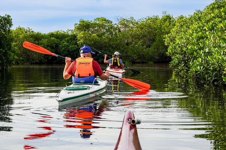 Sea Kayak Tour - Mangrove Safari