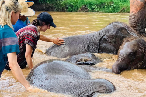 Chiang Mai | TeeTee Elephant Home Cura degli elefanti Mezza giornata