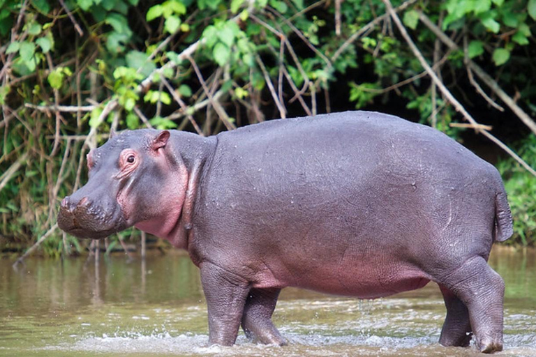 Durban: Tala Game Reserve, Phezulu Park en markttour