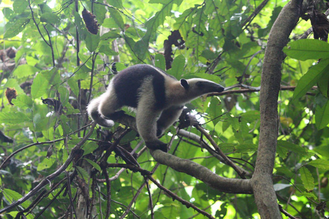 Corcovado nationalpark, San Pedrillo Station, 1 dags vandring