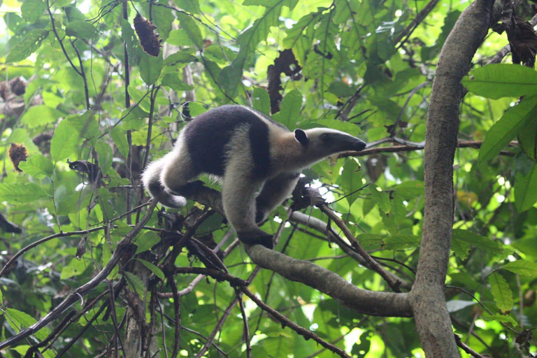 Corcovado-Nationalpark, San Pedrillo Station, 1 Tageswanderung