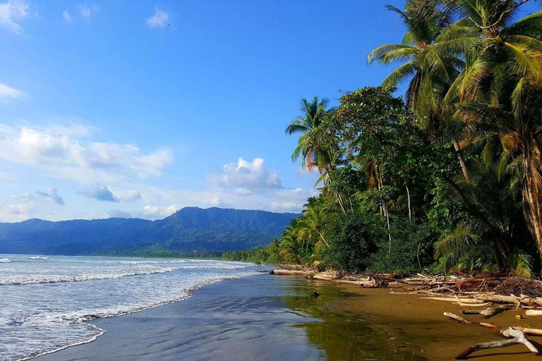 Costa Rica: Tour particular para observação de golfinhos e baleias em Uvita