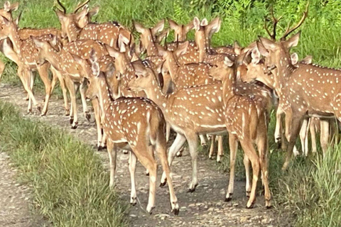 Kathmandu: 9-Day Nepal Golden Route Tour with Guide