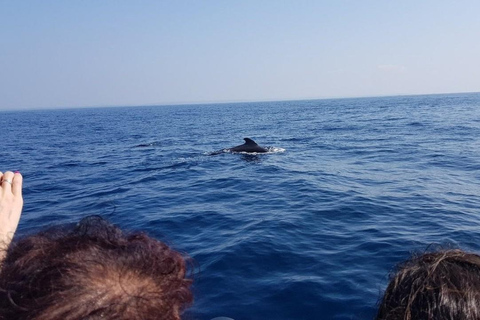 Mirissa: Whale & Dolphin Watching with Pickup & Breakfast Include Entry Ticket