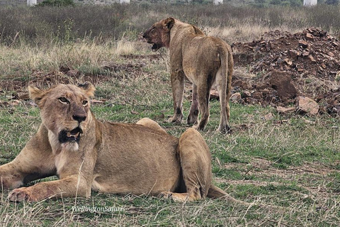 Halvdagsutflykt till Nairobis nationalpark med upphämtning från hotell