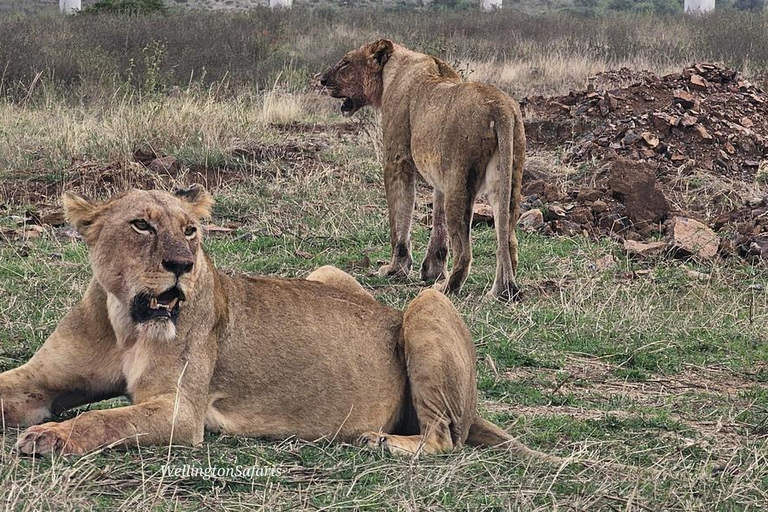 Halvdagsutflykt till Nairobis nationalpark med upphämtning från hotell