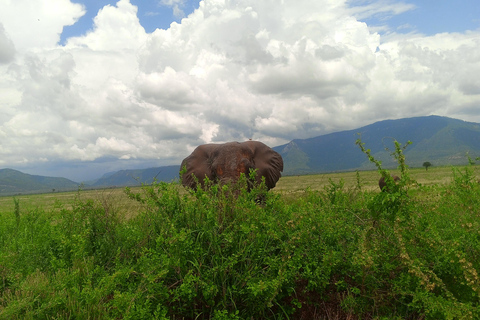 5DAYS SAFARI AMBOSELI,TSAVO WEST AND TSAVO EAST FROM NAIROBI