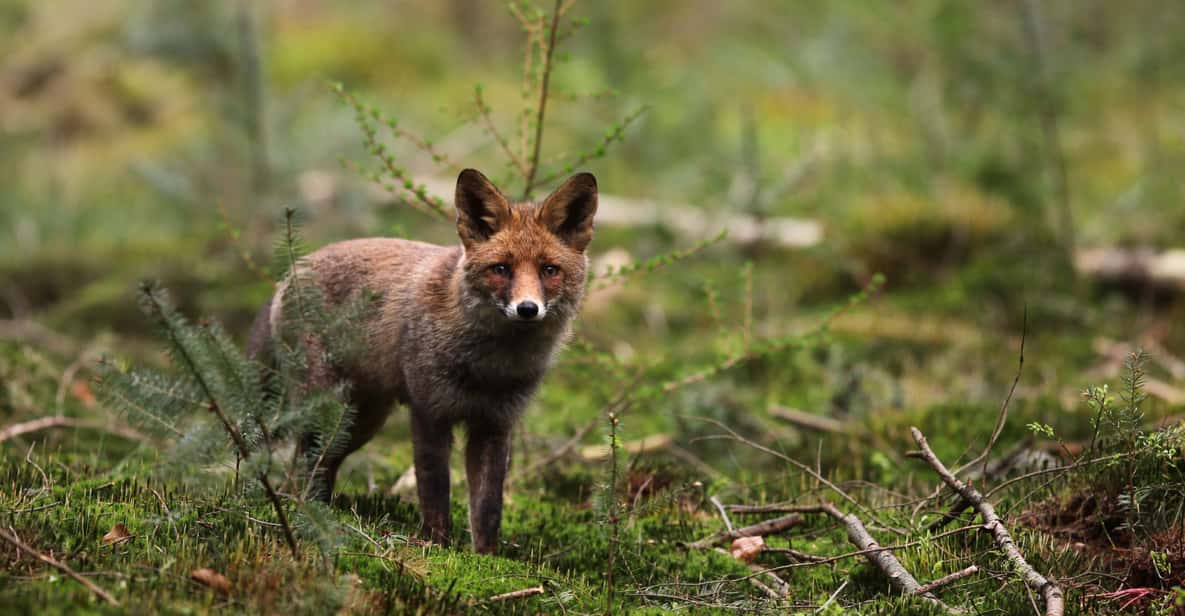 Afbeelding 9 van Otterlo: Toegangsbewijs Nationaal Park De Hoge Veluwe