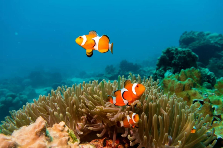 Krabi: Phi Phi Islands Speedboat Premium Tour with Lunch Phi Phi Islands Premium Join Tour by Speedboat with Lunch