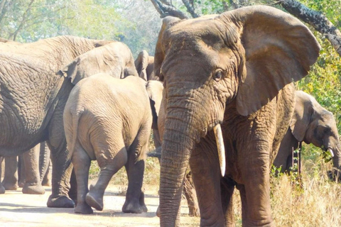 Akagera National Park: Game Drive with Optional Transfers