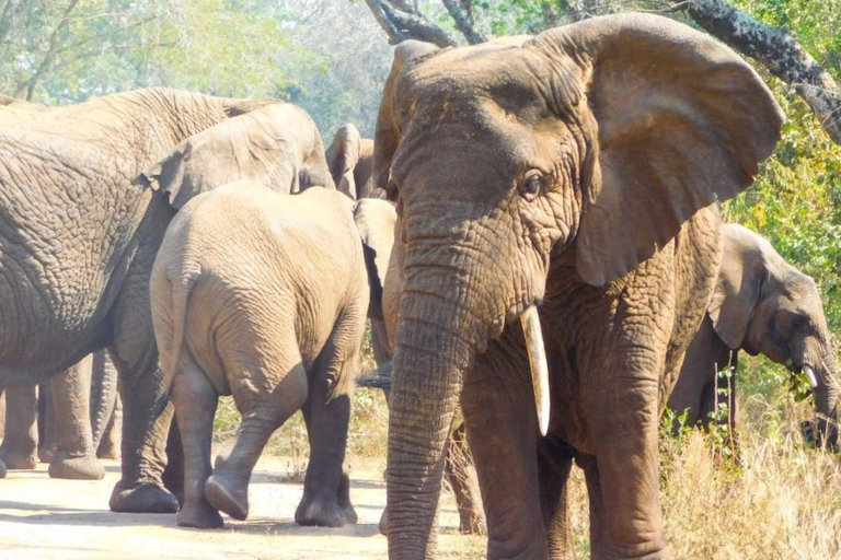 Akagera National Park: Game Drive with Optional Transfers