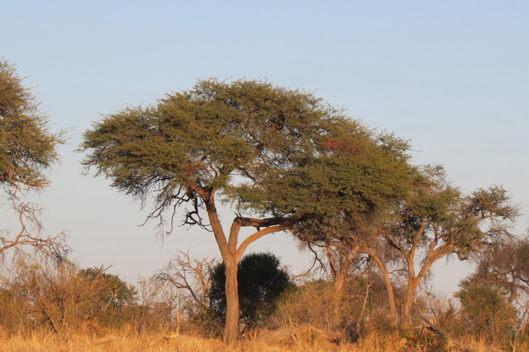 Cataratas Victoria, Hwange y Chobe: safari económico de 7 días
