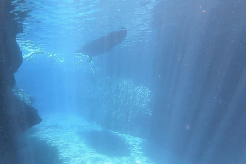 Puerto de Sóller: Excursión de snorkel con guía profesionalVisita matinal