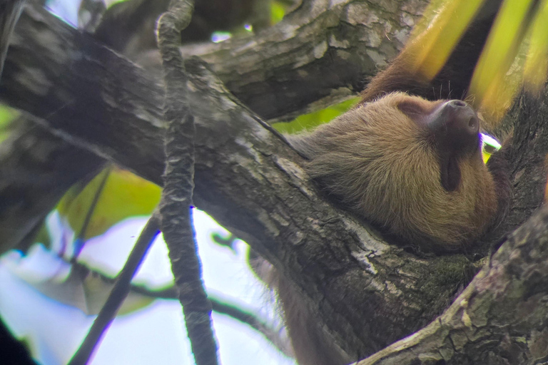 Sierpe : Caminata en Corcovado N. P.