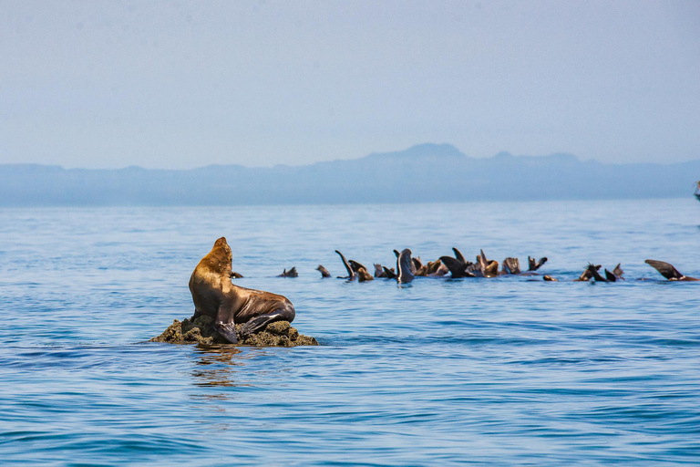 La Paz: Espiritu Santo Island Tour