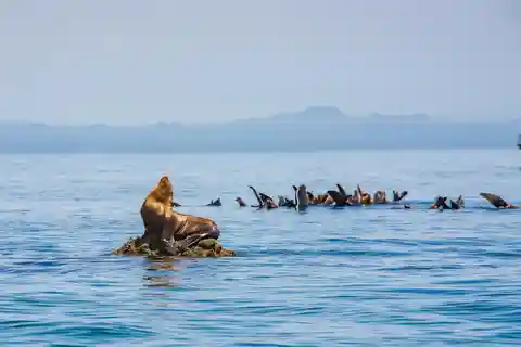 La Paz: Espiritu Santo Island Tour