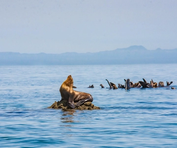 La Paz: Espiritu Santo Island Tour
