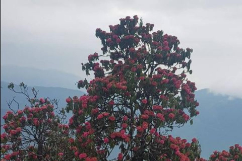 Mardi Himal Trek: Volunteering Tour Half Board Plan