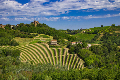 Spring Time Vineyards Milan’s Perfect Wine Tasting & Lunch