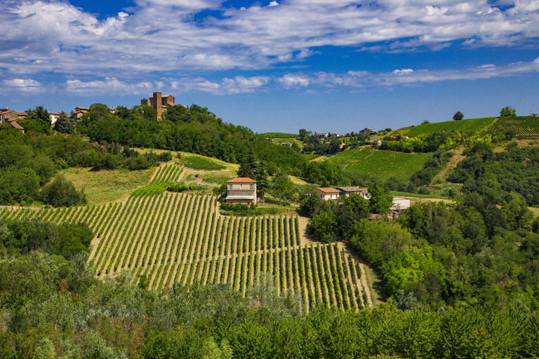 Spring Time Vineyards Milan’s Perfect Wine Tasting & Lunch