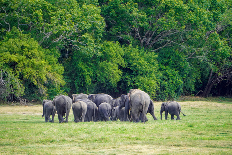 Minneriya: Private Family Wildlife Safari with Pickup