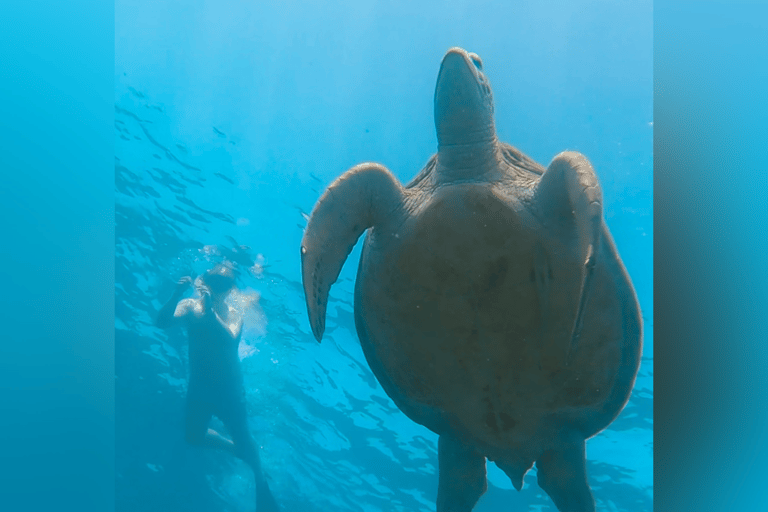 Gili eiland : Groep/Share Snorkeltour 3 gili eilandenGroep/Share Snorkeltour per Glazen Bodem Boot