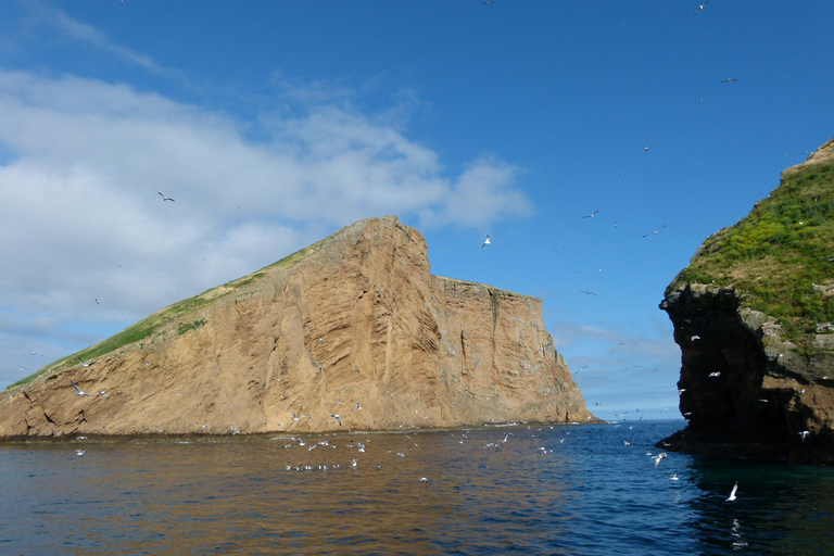 (إيلهيوس داس كابراس في جزيرة تيرسيرا).